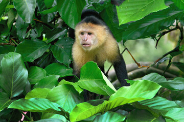 Panamanian white-faced capuchin (Cebus imitator) in a tree, Costa Rica