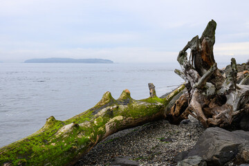 Driftwood dead tree on shore of calm Puget Sound