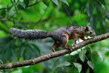 Variegated squirrel (Sciurus variegatoides) climbing on a branch, Costa Rica