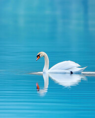 Fototapeta premium Majestic white swan gliding over perfectly mirrored lake surface