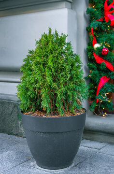 Oval trimmed thuja growing in large plastic pot on street. Big potted green thuya grow on winter backyard