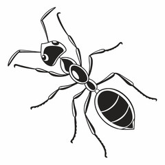 Ant on a white background