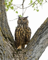 Eurasian Eagle-Owl Watching Its Nest