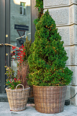White spruce decorating Christmas lights garland. Picea glauca Conica dwarf  tree