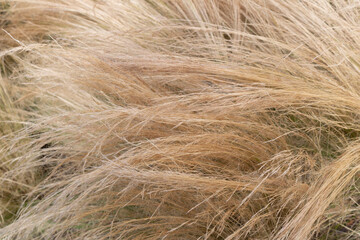 Plant or Common Reed, in the city park. A perennial wetland grass in the family Poaceae.