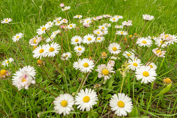 Fototapeta premium daisies in the grass