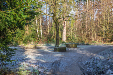 Obraz premium Waldkreuzung im Winter
