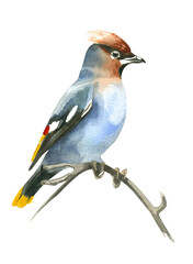 Blue waxwing bird with brown crest, bright wings hand painted in watercolor and isolated on white background. Watercolor illustration. Suitable for postcards, invitations, books.