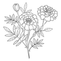 Bouquet of outline Tagetes or Marigold flowers, bud and leaves in black isolated on white background. 