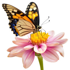Fototapeta premium PNG Butterfly on a pink flower petals invertebrate photography.