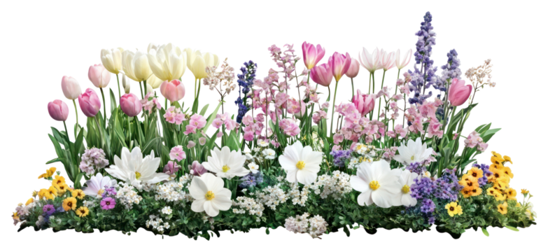 PNG White spring flower bed flowers daisies nature.