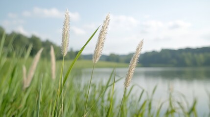 Fototapeta premium Lakeside grasses, summer day, tranquil scene, nature background, website header
