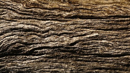 cypress tree bark as background