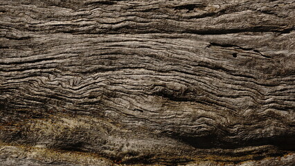 old tree wood bark texture