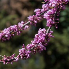 Blossoming of the branch of Judas Tree (Cercis Siliquastrum )