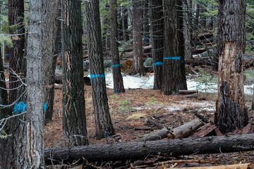 Trees with blue paint marked for removal on public land in California forest.  Winter, wet...