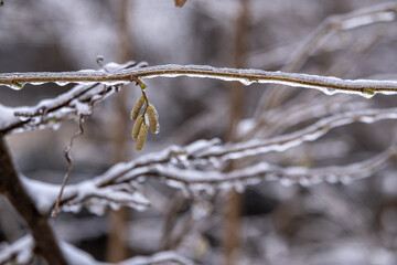 Icy tree branch. Cold winter