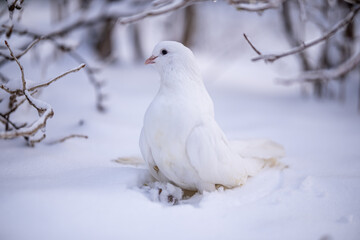 Beautiful white dove sitting on the snow