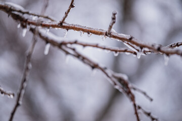 Icy tree branch. Cold winter