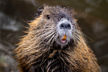 close up of a nutrie