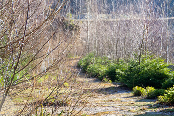 Vegetation im Winter