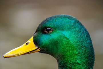 duck