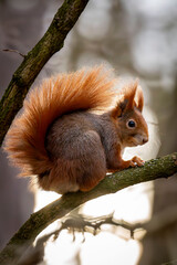 squirrel on a tree
