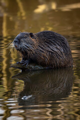 otter on the river © mareksevcik_FPV