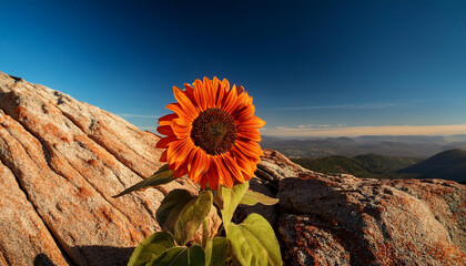 orange sunflower near up from little becka range on a history of vivid blue sky