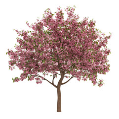 Obraz premium Lush Cherry Blossom Tree with Vibrant Pink Flowers and Green Leaves Isolated on Transparent Background, PNG, cutout