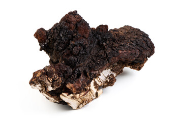 Chaga Mushroom Isolated on White Background.