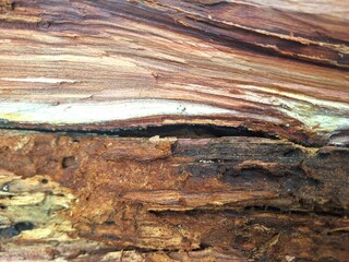 beautiful wooden background, beautiful wood pattern, broken tree trunk, wooden surface