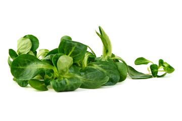 Lambs lettuce, corn salad, isolated on white background.