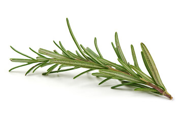 Fototapeta premium Rosemary branch, close-up, isolated on white background.