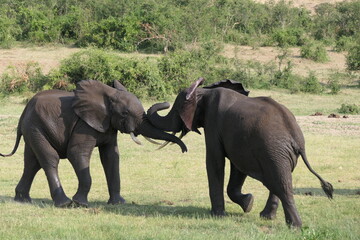 Elephant fighting 