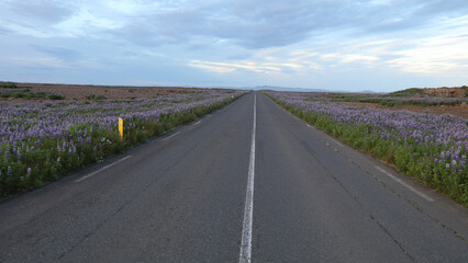 A long, empty road stretches into the horizon, flanked by vibrant purple lupine fields under a soft clouded sky. 