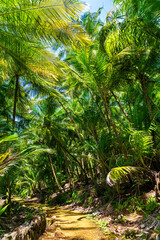 Hiking trail the coast of Saint Joseph Island, one of Salvation Islands in French Guiana, South...