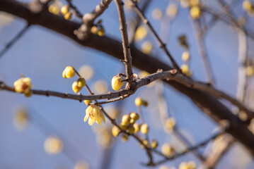blooming yellow Calycanthus