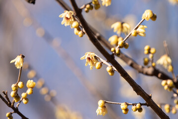 blooming yellow Calycanthus
