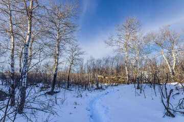 Nature Trail at Pike Lake Provincial Park in Winter.