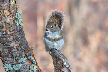 Squirrel sitting on a tree stump at Nature Trail in Pike Lake Provincial Park in Winter.