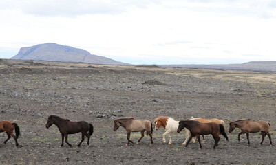 A herd of Icelandic horses gracefully traverses a rugged volcanic landscape