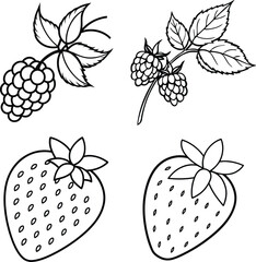 Line art drawings of raspberries and strawberries, berry illustrations
