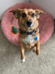 Alert Brown Mixed Breed Dog with White Socks - Portrait of Rescue Pet on Pink Round Bed