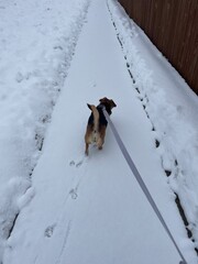 Winter Walk: Beagle Dog on Snowy Path with Long Leash Perspective Shot