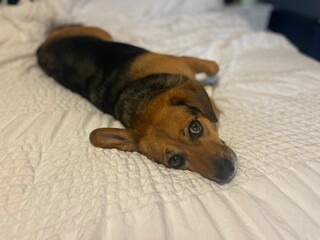 Adorable Mixed Breed Dog Lying on White Bedding - Brown and Black Rescue Pet with Soulful Eyes