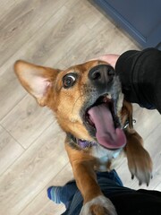 Playful Beagle Mix Rescue with Open Mouth - Happy Brown Dog with Purple Collar on Hardwood Floor