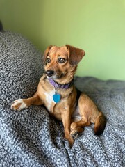 Relaxed Beagle Mix on Gray Textured Couch - Brown Dog with Purple Collar and Blue Tag Against Green Wall