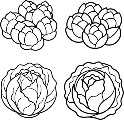 Cabbage varieties Brussels sprouts, headed cabbage, line art illustrations