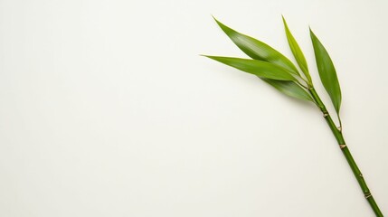 Fototapeta premium Minimalistic green bamboo leaves on white background for zen decor or nature designs